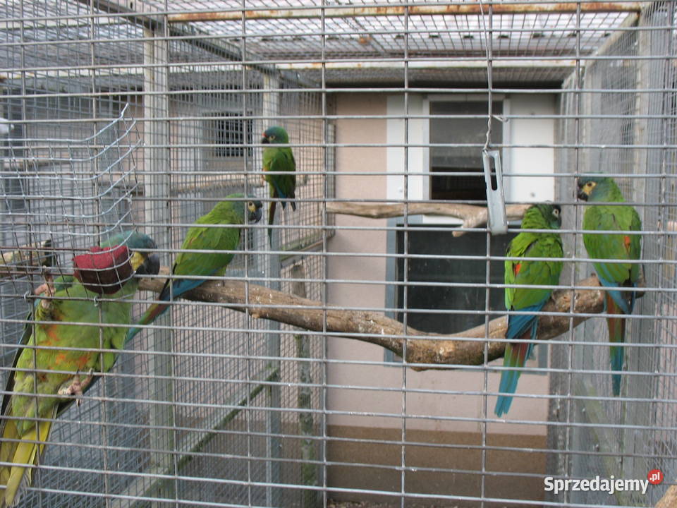 Ara Marakana Poznań