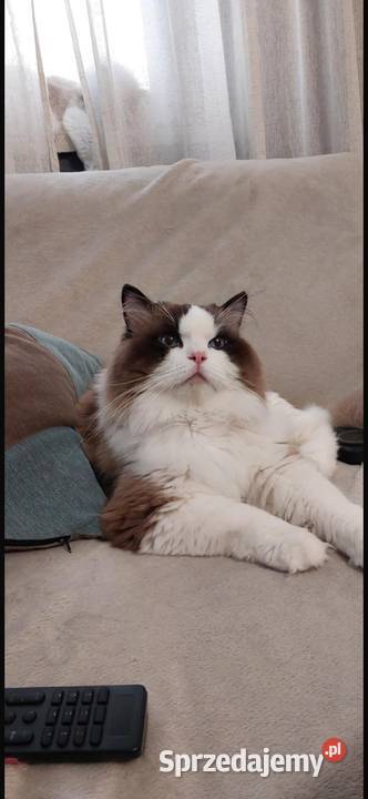 Ragdoll Wrocław