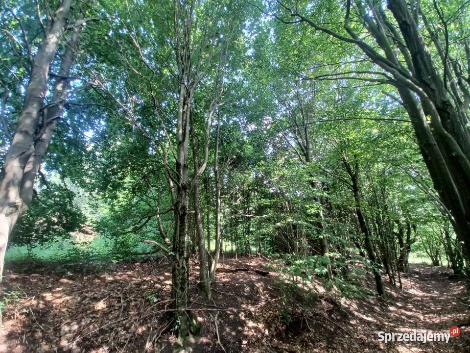 Działka budowlana Kołtki sprzedam