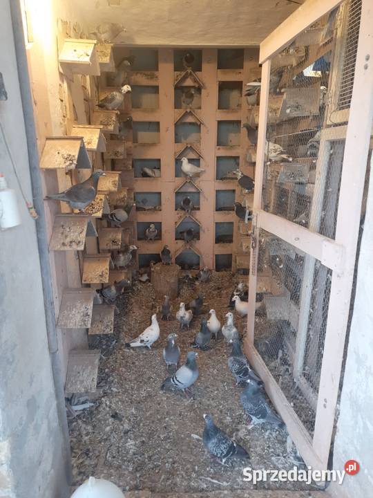 Sprzedam gołębielikwidacja hodowli lubuskie Starosiedle