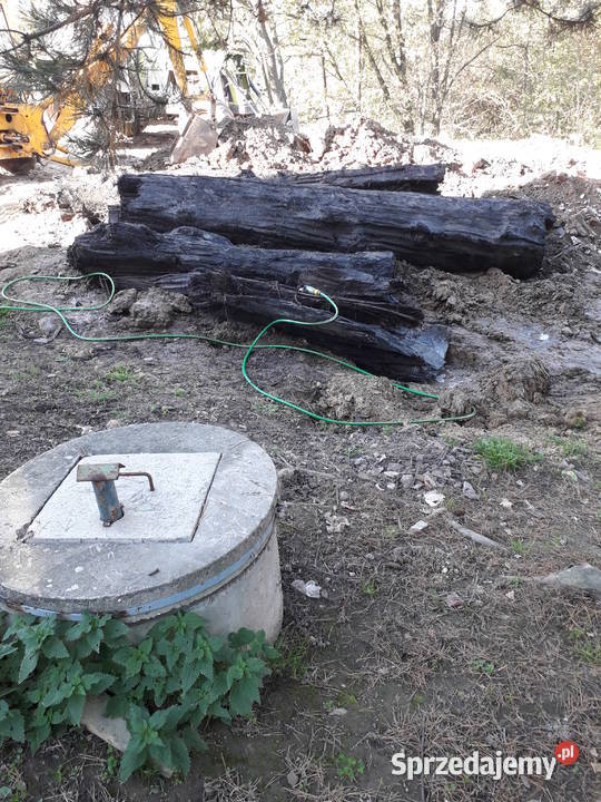 czarny dąb kłody sprzedam