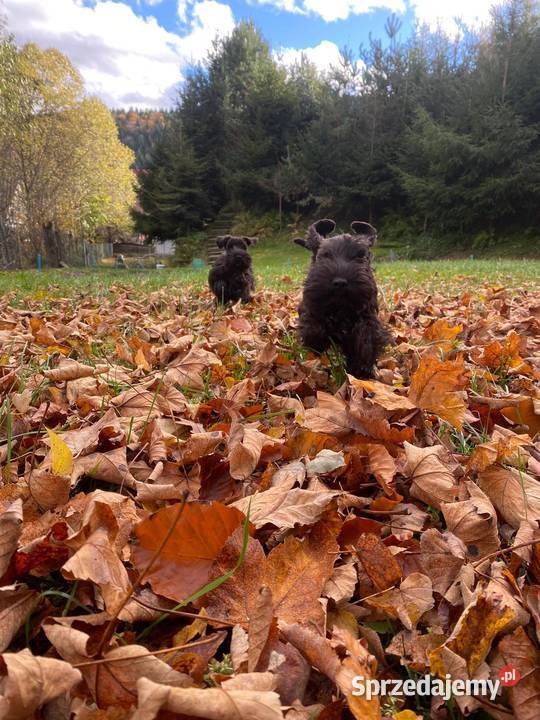 sznaucer miniaturowy czarny Psy Myślenice