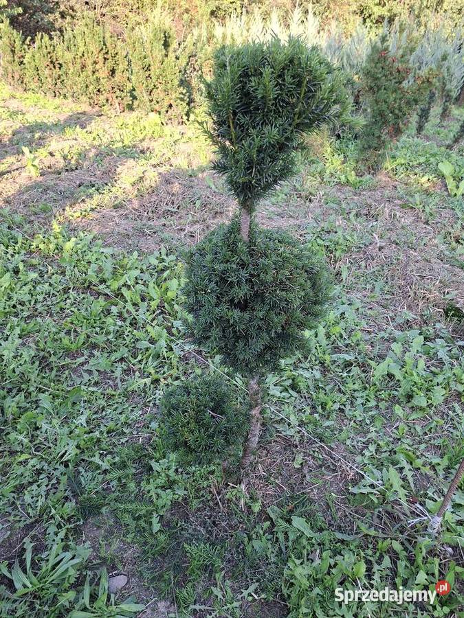 Cis Formowany StożekKula Bonsai