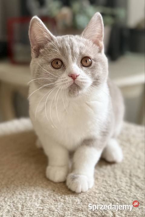 brytyjski kocurek bikolor płowy