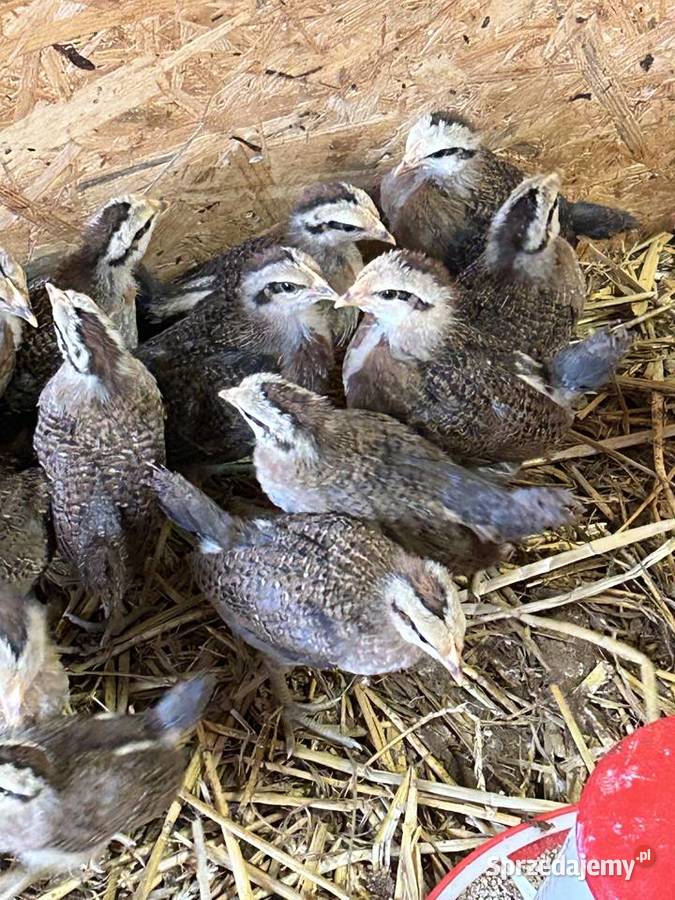 Kury pisklęta Zielononóżka kuropatwiana Pilchowice