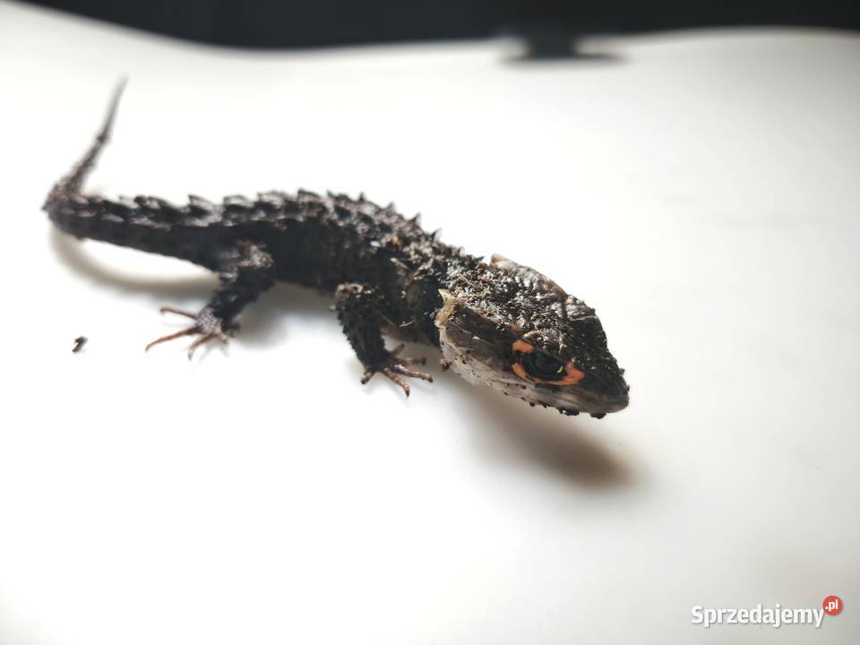PARKA Scynk krokodylowy Tribolonotus gracilis dolnośląskie Wałbrzych sprzedam
