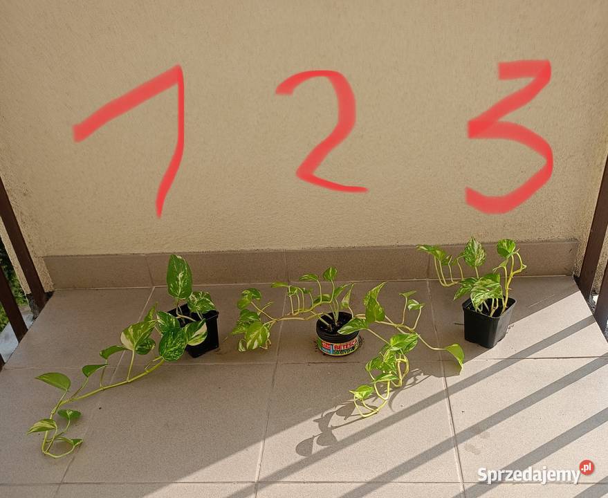 Epipremnumepipremium kwiatzwisającyoczyszczające Bochnia