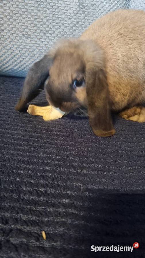 Królik Mini Lop śląskie Katowice