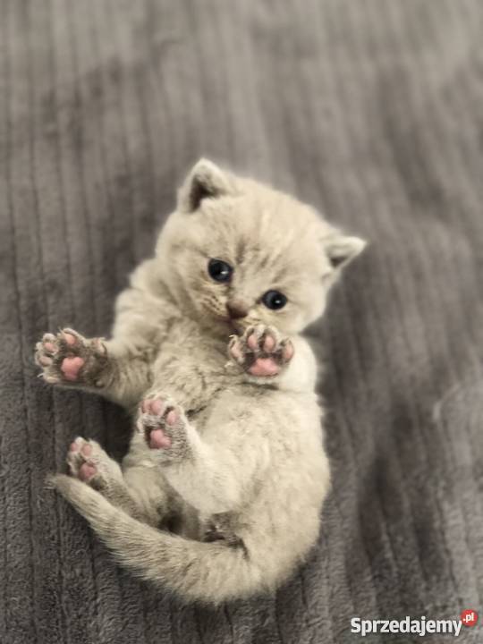 Piękne koty Warszawa