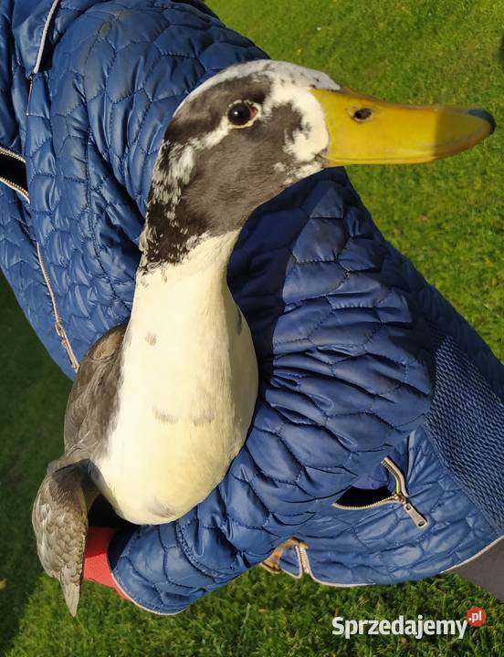 Kaczory dworka piżmowy staropolski biegus Zwierzęta Dąbrowice sprzedam