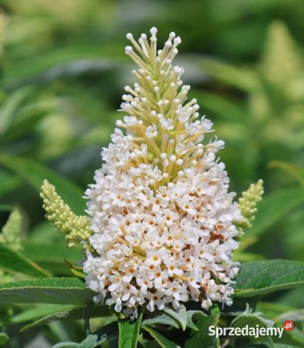 BUDLEJA BUTTERFLY CANDY LITTLE WHITE sadzonki w kujawsko-pomorskie Ustronie sprzedam