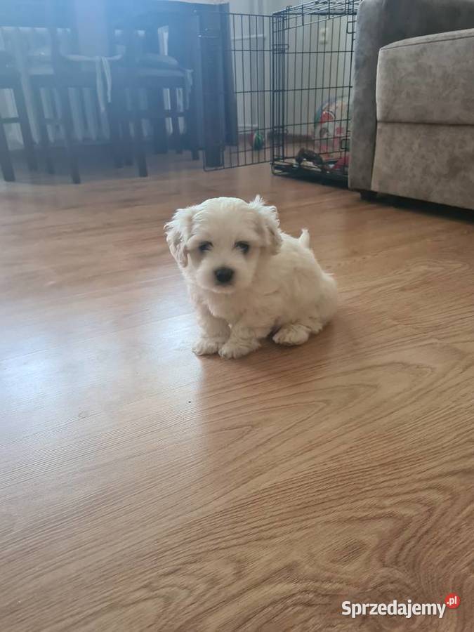 Oddam maltańczyka chłopca Kwidzyn