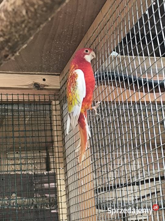 Papugi Rozelle Białolice parka lęgowa rubino Ptaki wielkopolskie Rostarzewo