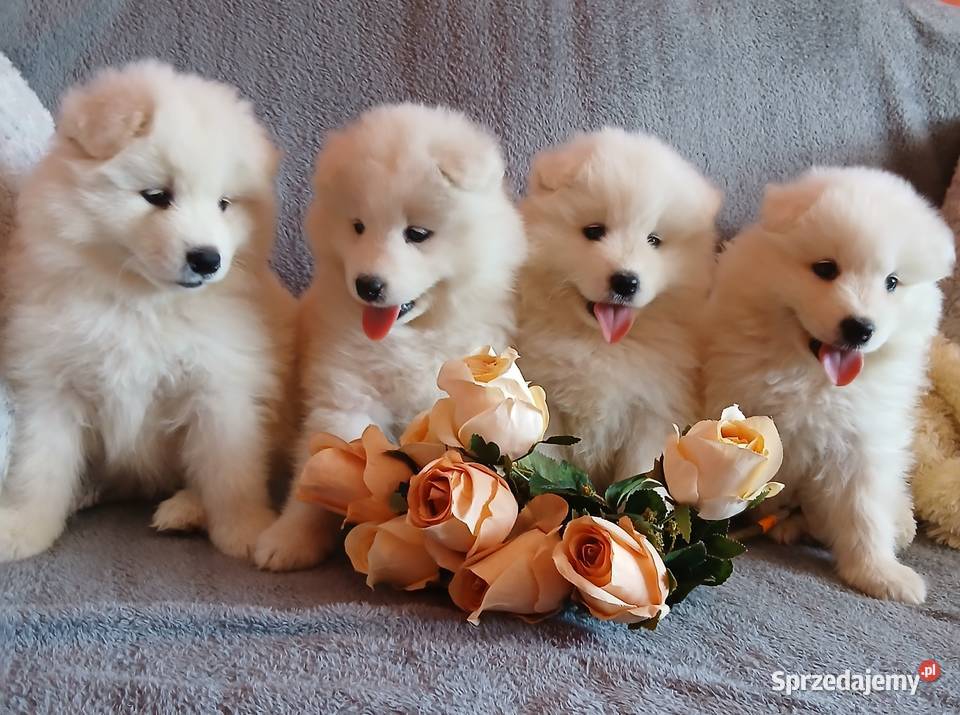 Samoyed Samojed szczenięta Toruń