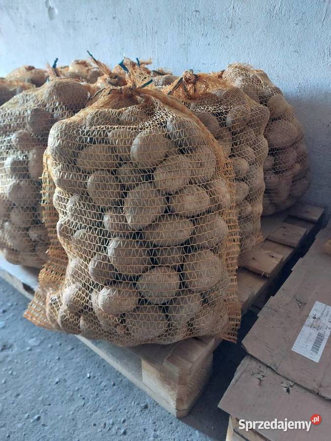Ziemniaki jadalne Denar Queen Anna Terka Sarbia
