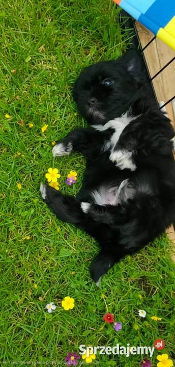 Shih Tzu Radom