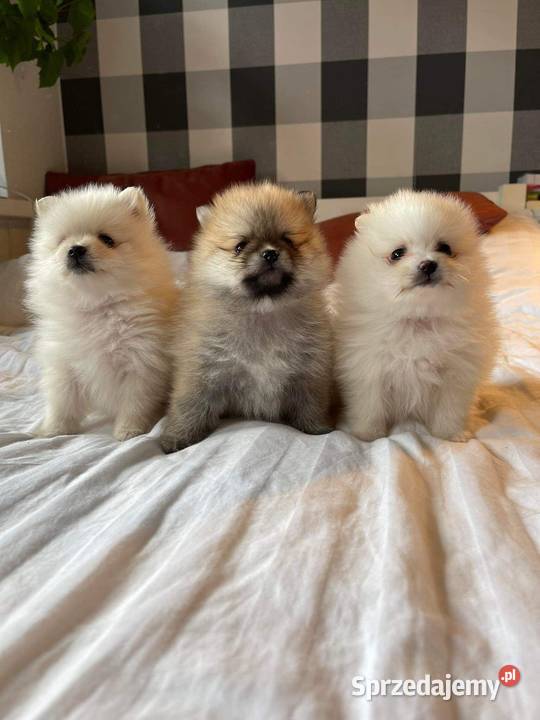 Szpic miniaturowy pomeranian mazowieckie Siedlce