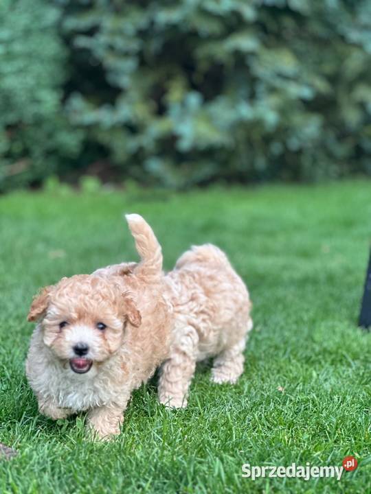 Maltipoo f1 Pozostałe Iłowo-Osada