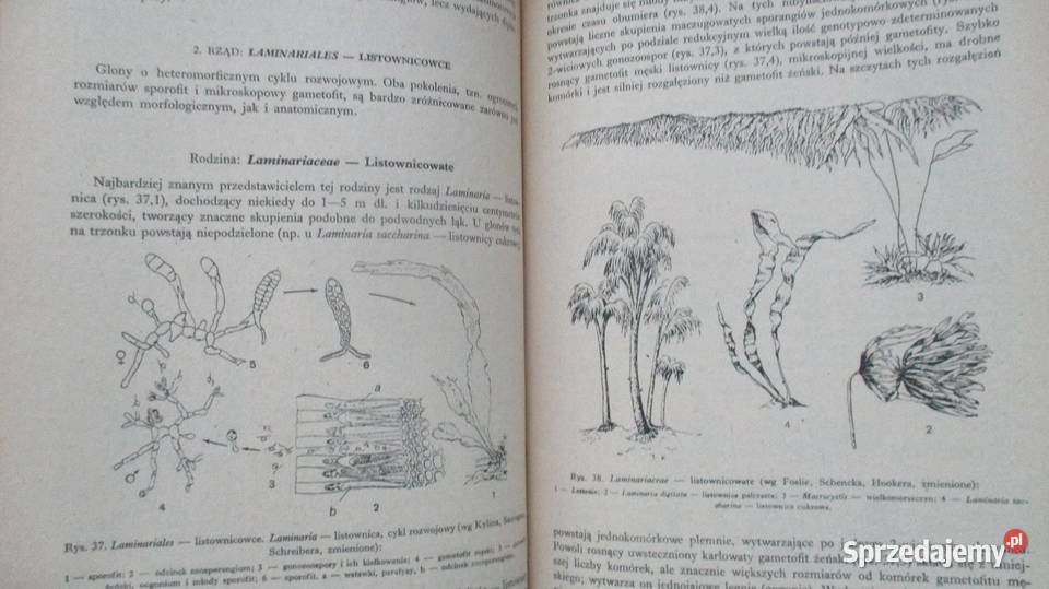 Zarys systematyki roślinSystematyka Łódź