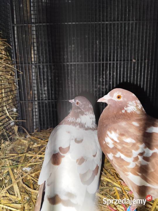 Gołebie gołębie Kościan