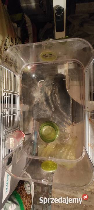 Klatka gryzonia Świdnica sprzedam