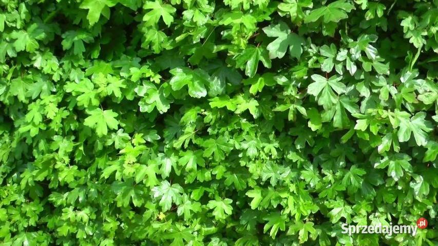 Klon Polny acer campestre duze sadzonki Stalowa Wola