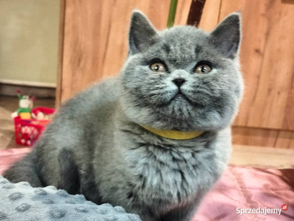 Śliczna koteczka juz do odbioru Rodowód Łódź