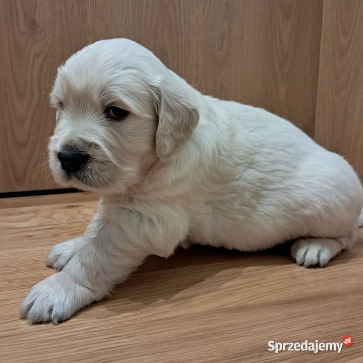 Golden Retriever piesek Wrocław sprzedam