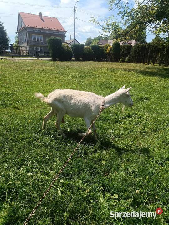 Sprzedam kozy małopolskie Wola Radłowska sprzedam