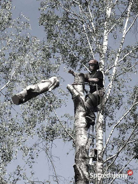 Przycinanie drzew pielęgnacja drzew wycinka Warszawa