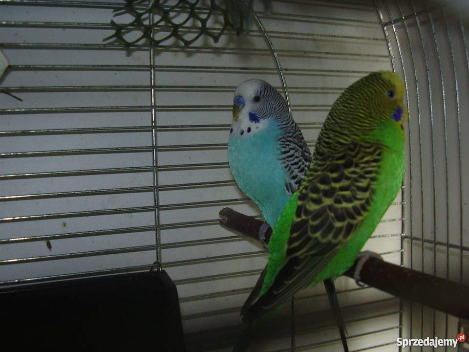 Papużki faliste dwumiesięczne i starsze sprzedam Kraków
