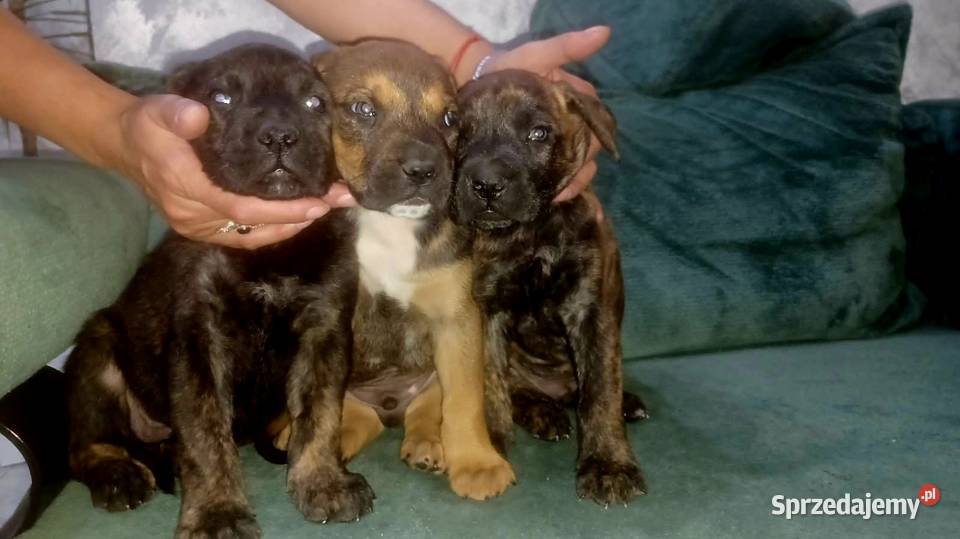 Cane corso pieski Mińsk Mazowiecki