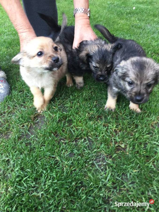 Oddam psiaki Stary Sącz