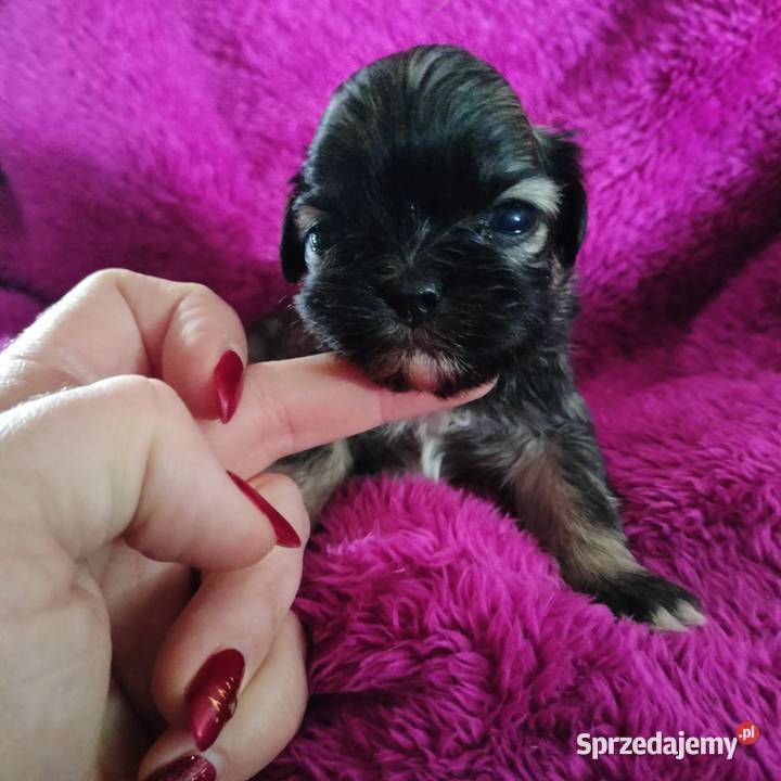 Suczka i pieski shih tzu do rezerwacji