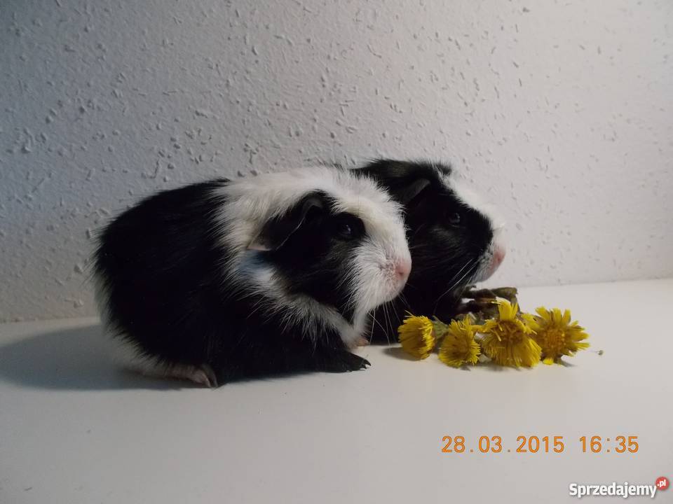 Świnkiświnka morska rasowa krótkowłosa rodowód małopolskie