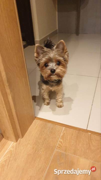 yorkshire terrier chłopiec i dziewczynka Kraków
