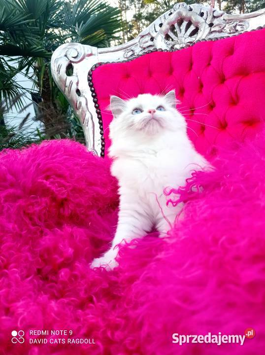 Ragdoll Kotka blue bicolor FIFE FPL lubuskie Wschowa