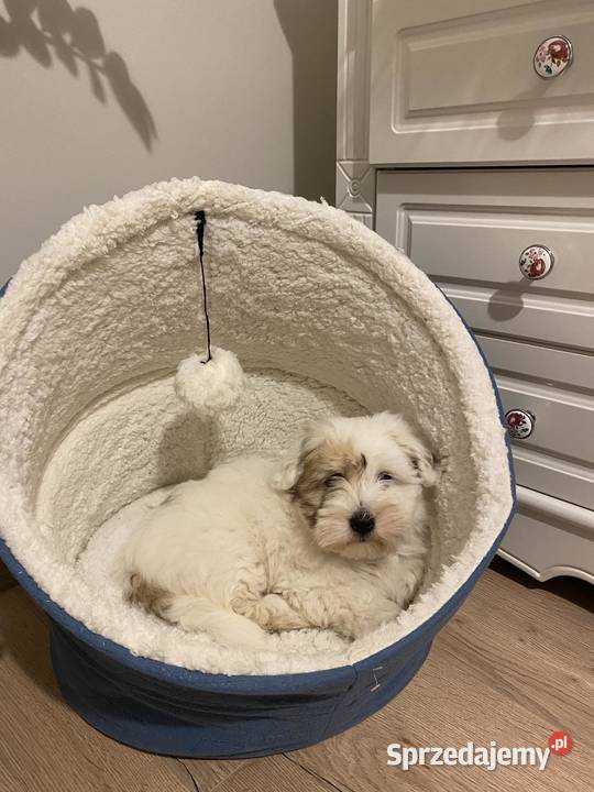 Coton de Tulear szczenięta z rodowodem Inowrocław