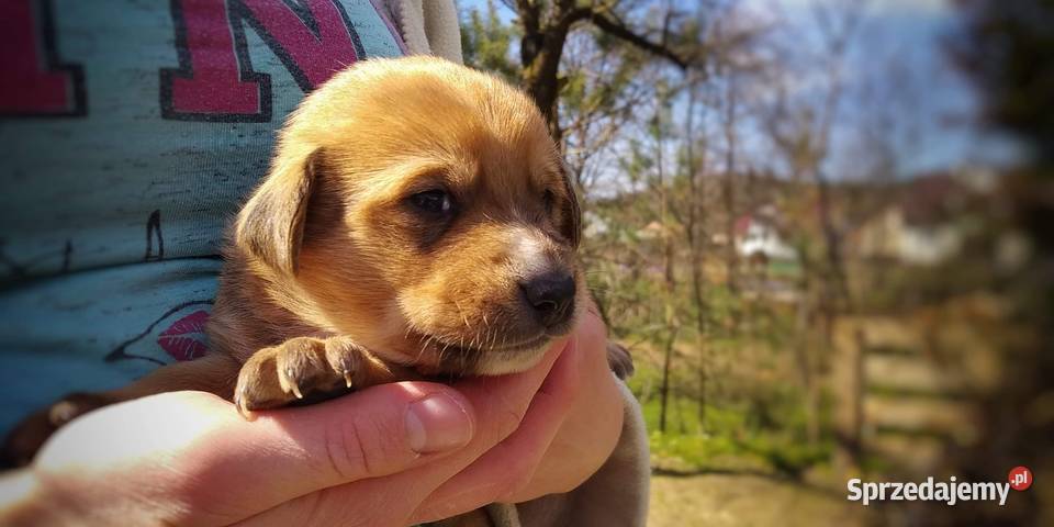 Śliczne pieski 5 tygodniowe Oddam Pozostałe
