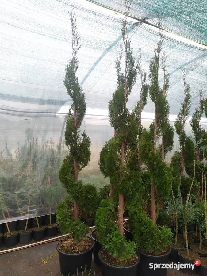 żywotnik zachodni Thuja occidentalis Smaragd Tuliszków