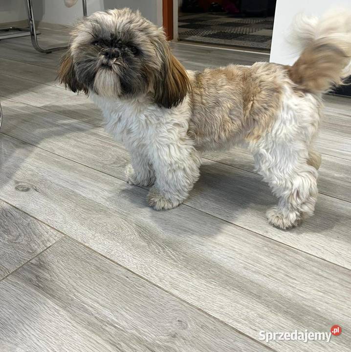 SHIHTZU TRICOLOR Łosice