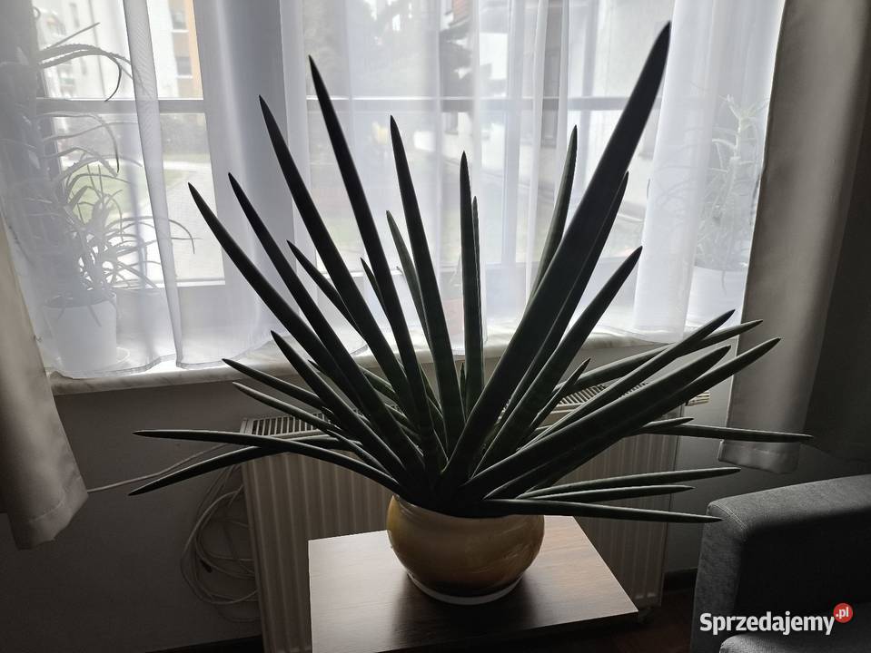 Sansevieria z donicą duża Warszawa