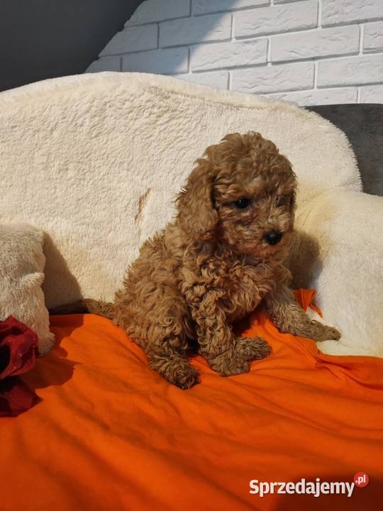 Pudelki toy ostatnia suczka Bolesławiec