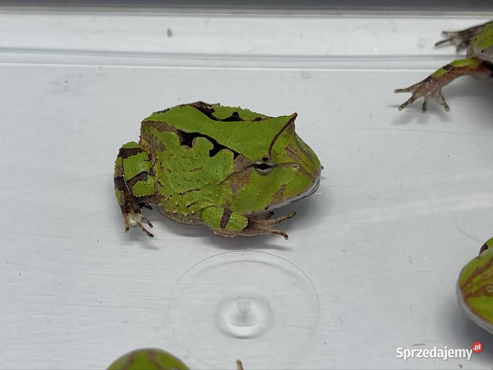 Ceratophrys cornuta Katowice