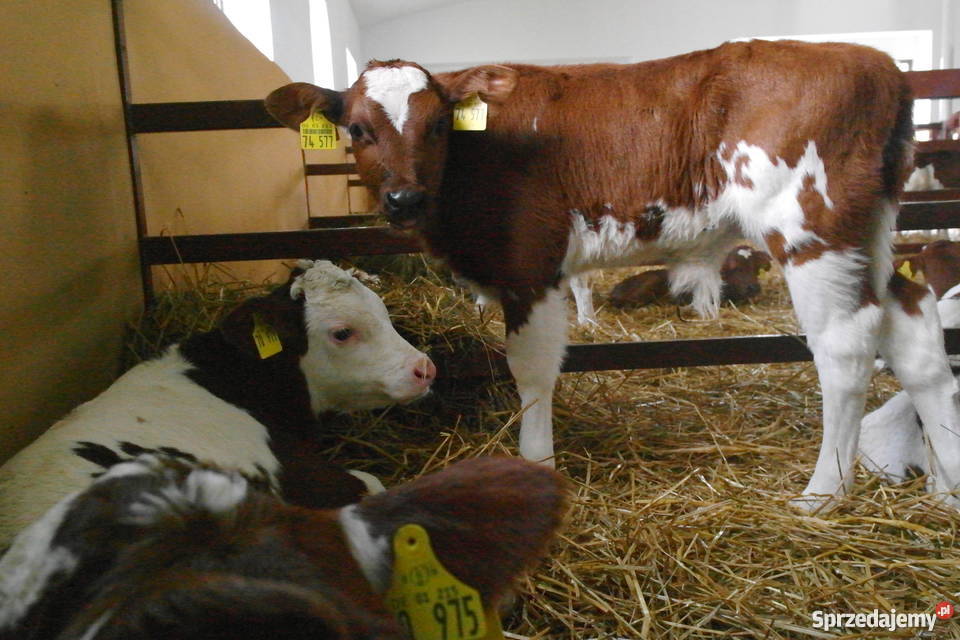 Cielaki mieszańce simental RW HO jałówki Dąbrowa Wielka