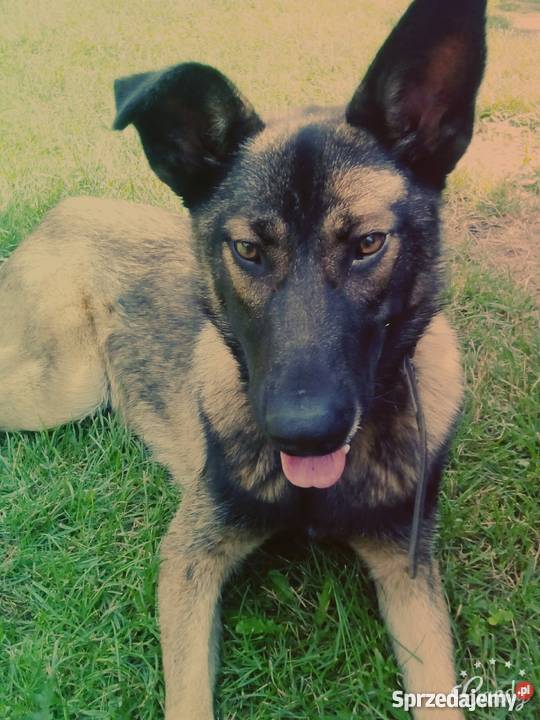 Oddam Owczarek belgijski Malinois Zwierzęta podkarpackie Ocieka