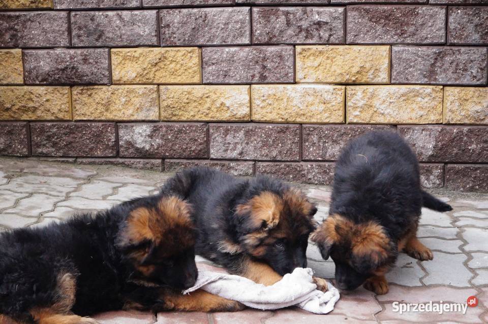 owczarek niemiecki szczeniaki długowłose z Radom
