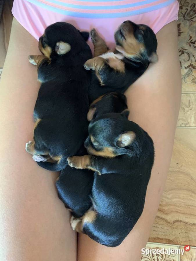 Śliczne Yorki Słupsk sprzedam