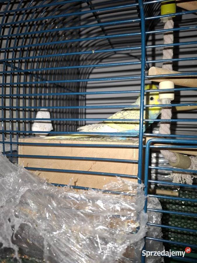 Papugi faliste młode Stargard