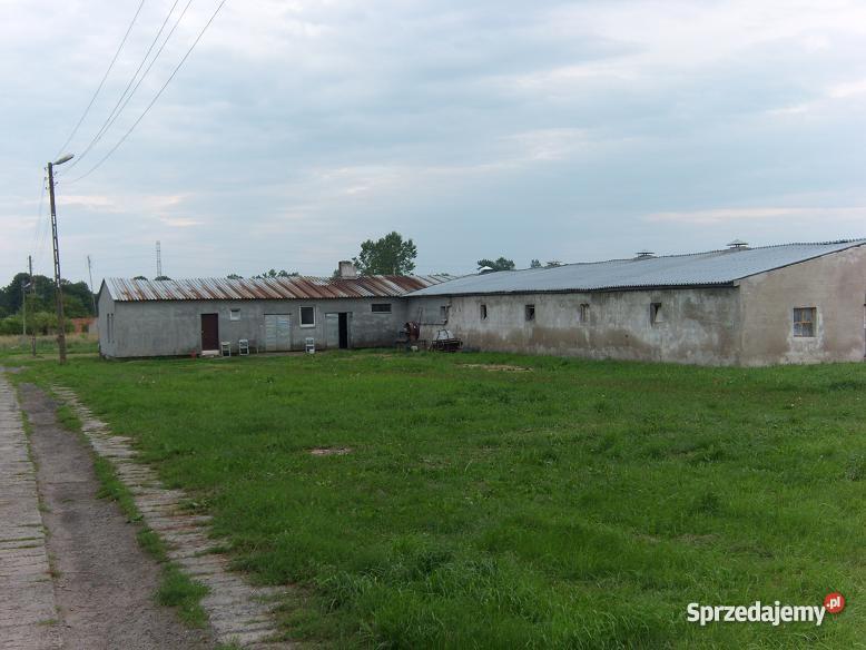 ferma drobiu kurnik kurniki hala produkcyjna Sławno